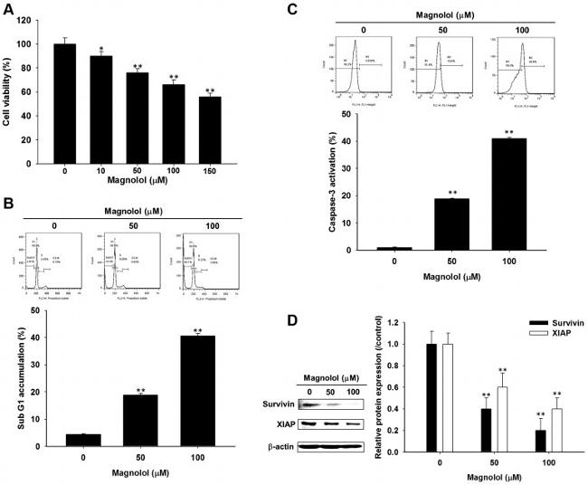 XIAP Antibody in Western Blot (WB)