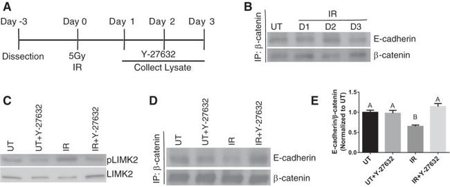 Phospho-LIMK2 (Thr505) Antibody in Western Blot (WB)