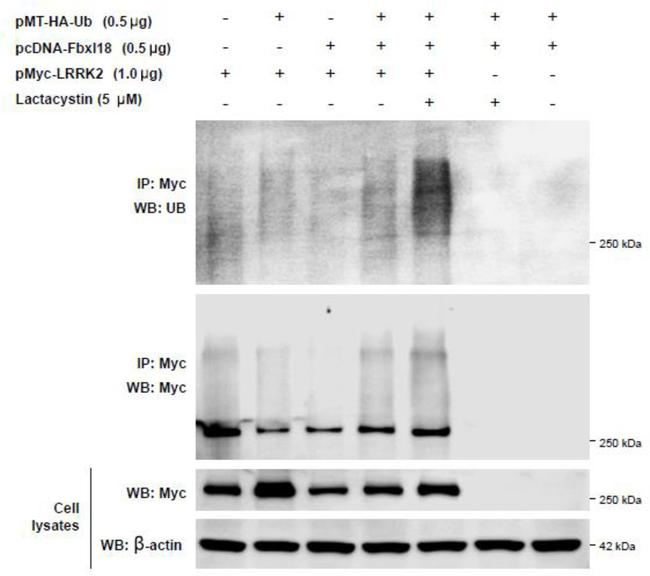 Ubiquitin Antibody in Western Blot (WB)