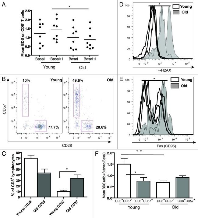 CD57 Antibody in Flow Cytometry (Flow)