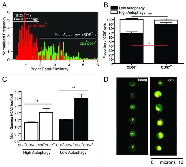 CD57 Antibody in Flow Cytometry (Flow)