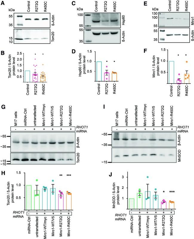 Actin Antibody in Western Blot (WB)