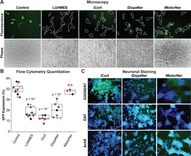 Acetylcholinesterase Antibody in Immunocytochemistry, Immunohistochemistry (ICC/IF, IHC)