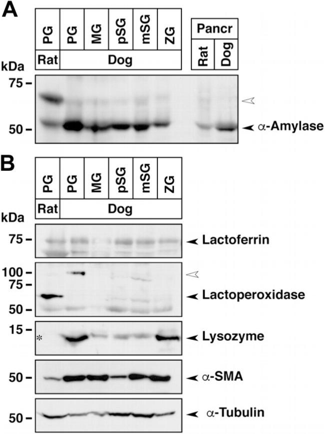 Lysozyme Antibody in Western Blot (WB)