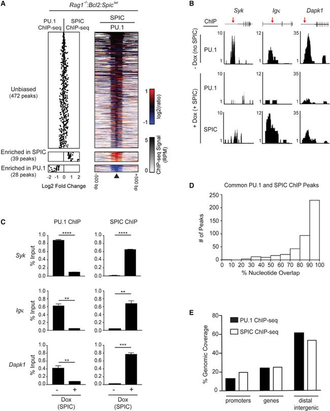 PU.1 Antibody in ChIP Assay (ChIP)