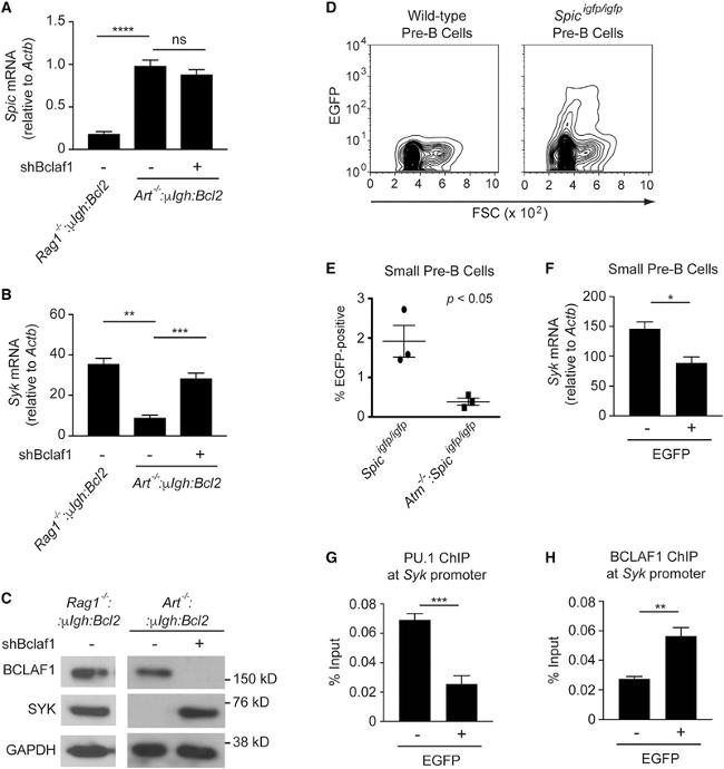 PU.1 Antibody in ChIP Assay (ChIP)