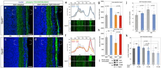 Phospho-Dopamine Transporter (Thr53) Antibody in Western Blot (WB)