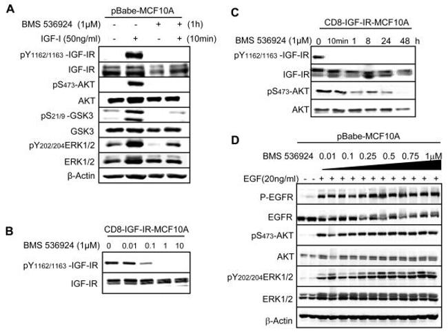 Phospho-IR/IGF1R (Tyr1162, Tyr1163) Antibody in Western Blot (WB)