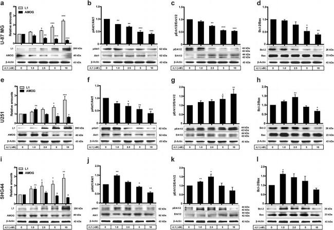 ATP1B2 Antibody in Western Blot (WB)