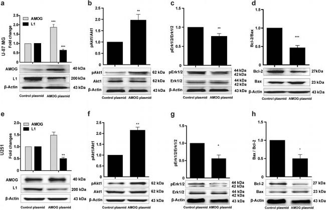 ATP1B2 Antibody in Western Blot (WB)