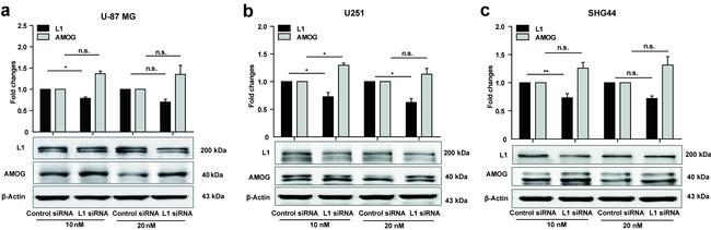 ATP1B2 Antibody in Western Blot (WB)