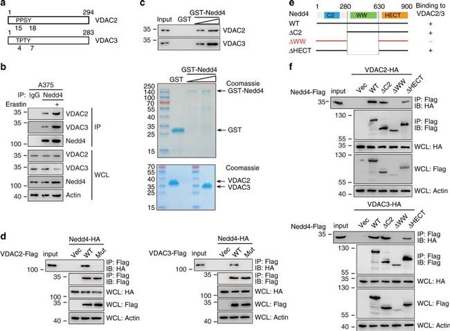 GST Tag Antibody in Western Blot (WB)