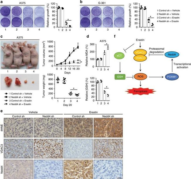 NEDD4 Antibody in Immunohistochemistry (IHC)