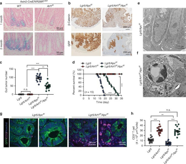 ARF1 Antibody