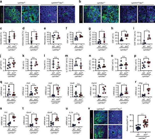 IL-13 Antibody in Flow Cytometry (Flow)