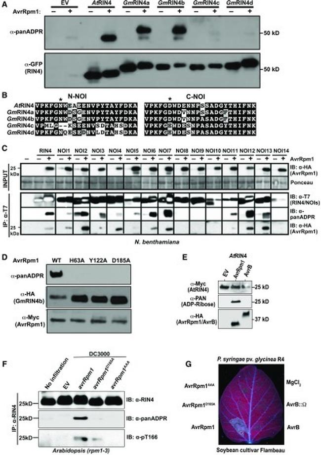 c-Myc Antibody in Western Blot (WB)