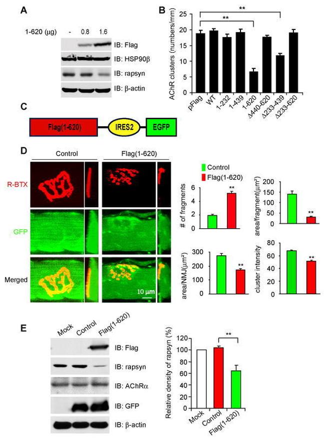 HSP90 beta Antibody in Western Blot (WB)