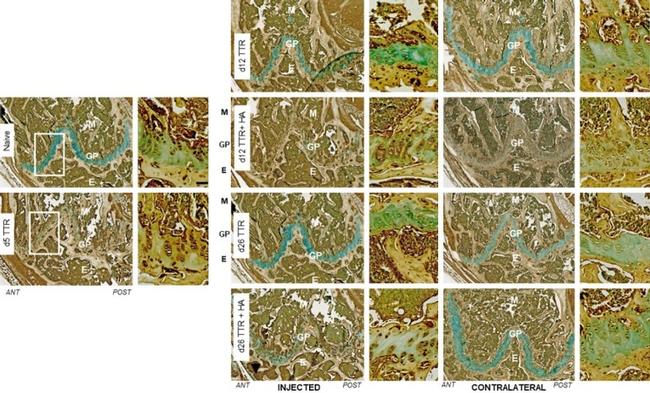 iNOS Antibody in Immunohistochemistry (IHC)