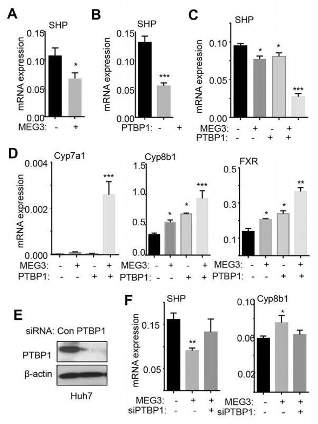 PTBP1 Antibody in Western Blot (WB)