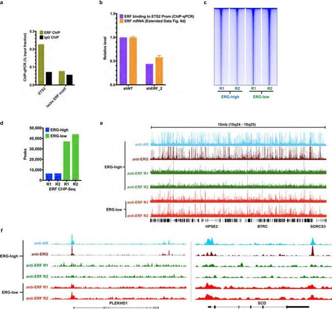 ERF Antibody in ChIP Assay (ChIP)