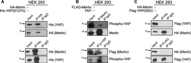 6x-His Tag Antibody in Western Blot (WB)