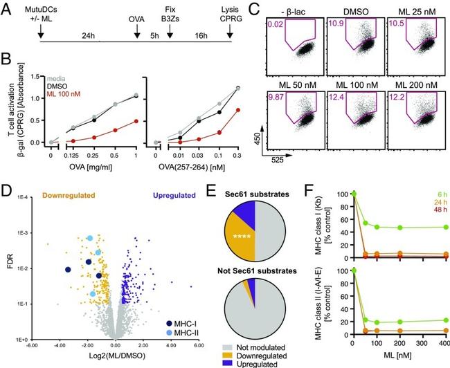 MHC Class I (H-2Kb) Antibody in Flow Cytometry (Flow)