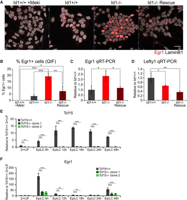 EGR1 Antibody in Immunocytochemistry (ICC/IF)