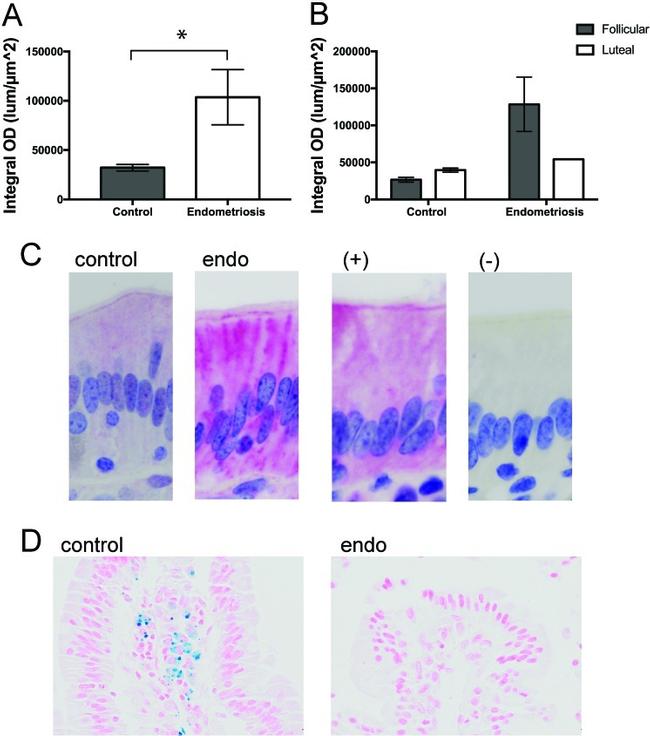 Ferroportin Antibody in Immunohistochemistry (IHC)