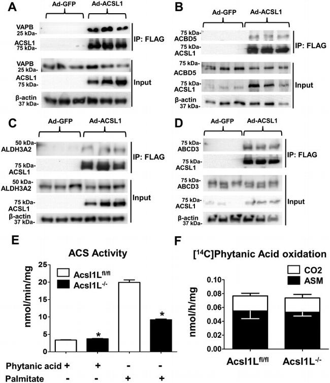 PMP70 Antibody in Immunoprecipitation (IP)