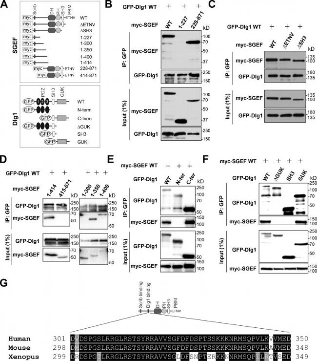 GFP Antibody in Western Blot (WB)