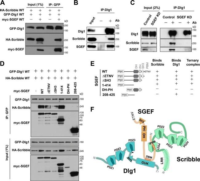 GFP Antibody in Western Blot (WB)