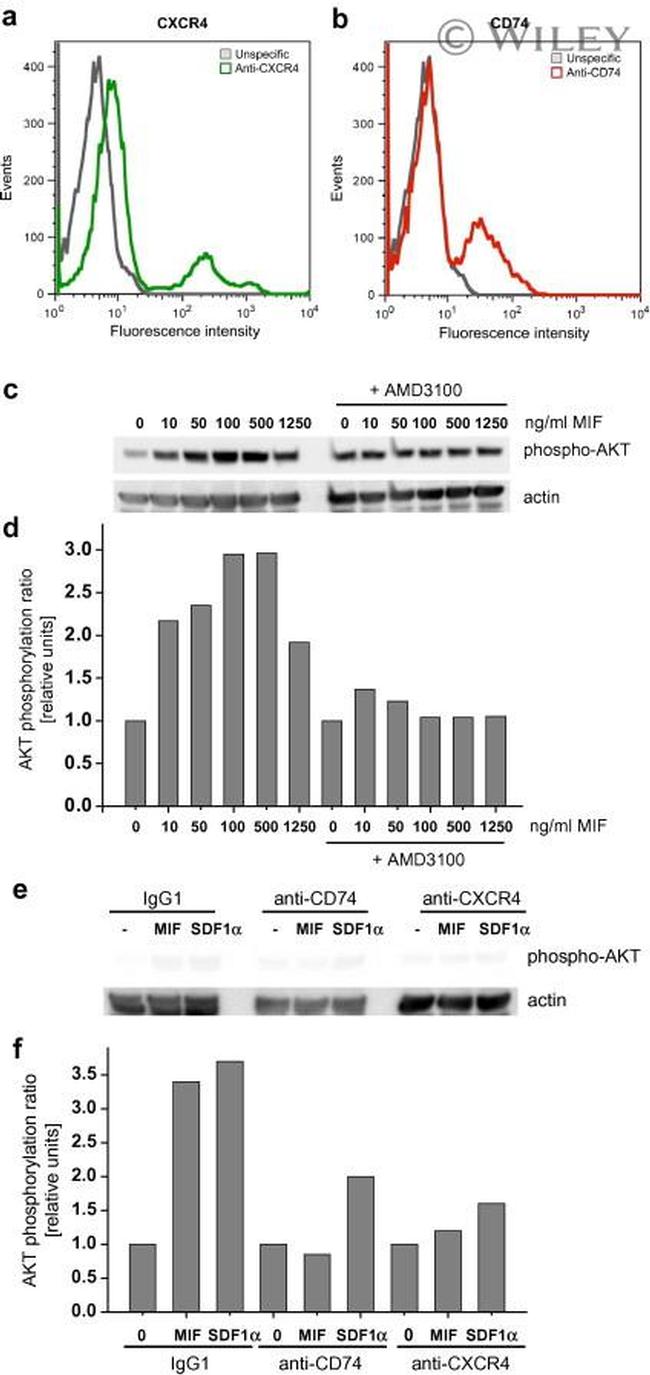 CD74 Antibody in Flow Cytometry (Flow)