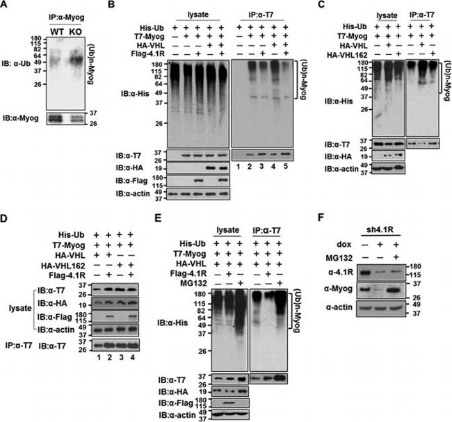 6x-His Tag Antibody in Western Blot (WB)