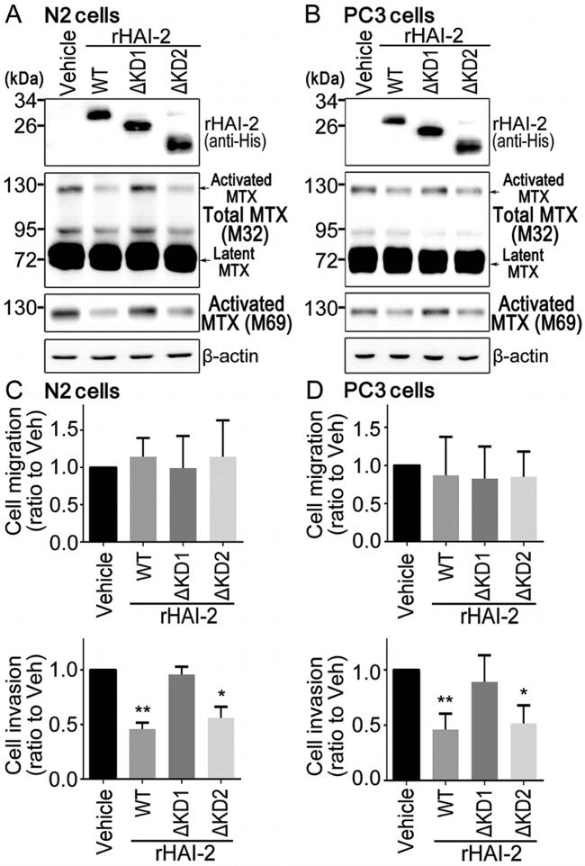 6x-His Tag Antibody in Western Blot (WB)