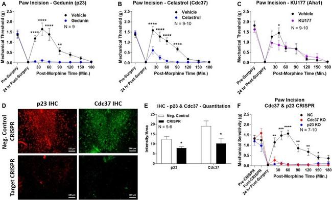 Cdc37 Antibody in Immunohistochemistry (IHC)