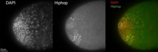 mCherry Antibody in Immunohistochemistry (IHC)