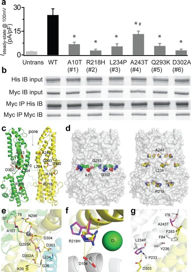 c-Myc Antibody in Immunoprecipitation (IP)