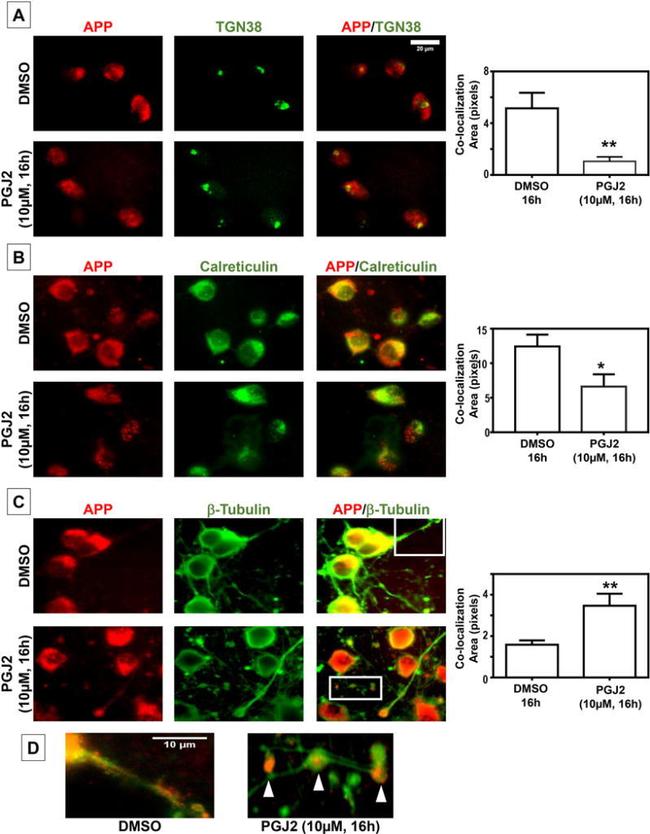 TGN46 Antibody in Immunocytochemistry (ICC/IF)