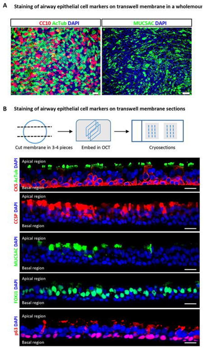 MUC5AC Antibody in Immunocytochemistry (ICC/IF)