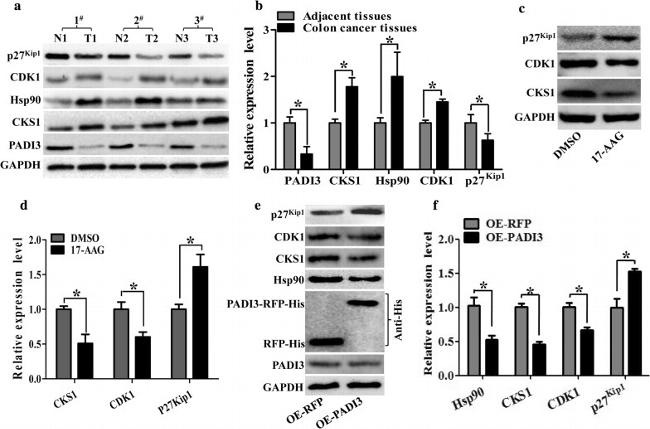 CDK1 Antibody in Western Blot (WB)