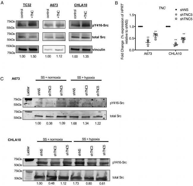 SRC Antibody in Western Blot (WB)