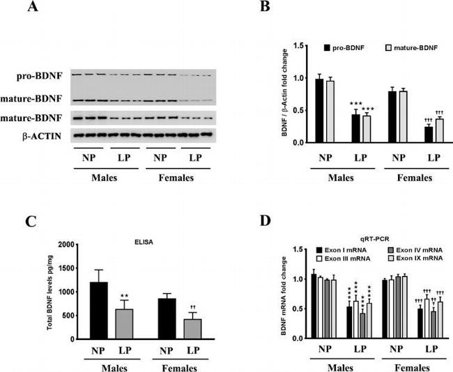 BDNF Antibody in Western Blot (WB)