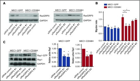 RASGRP2 Antibody in Western Blot (WB)