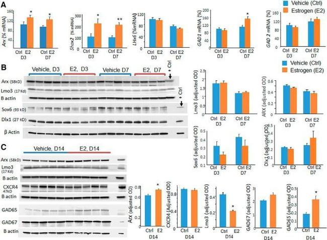 ARX Antibody in Western Blot (WB)