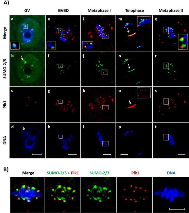 PLK1 Antibody in Immunocytochemistry (ICC/IF)