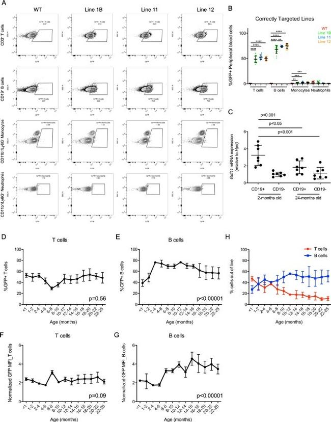 CD19 Antibody in Flow Cytometry (Flow)