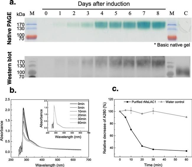 c-Myc Antibody in Western Blot (WB)