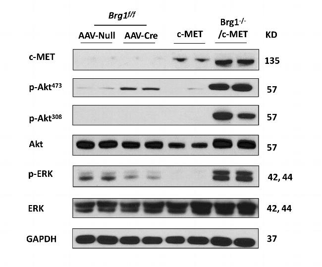 c-Met Antibody in Western Blot (WB)