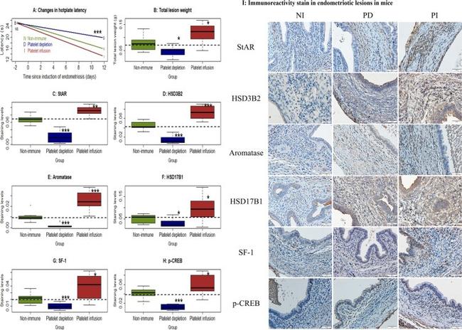 HSD17B1 Antibody in Immunohistochemistry (IHC)