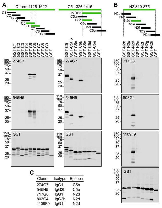 GST Tag Antibody in Western Blot (WB)